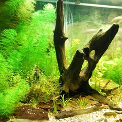 Aquarium representing natural biotop of European nature. Cold water tank with live plants.