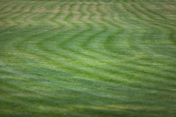 Beautiful green grass with a different shade in the stadium