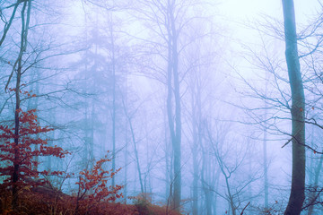 Early morning in the beech forest with fog, Cindrel mountains, Romania