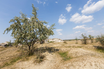 Fototapeta na wymiar Landscape with Russian Olive.