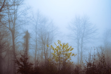 Early morning in the beech forest with fog, Cindrel mountains, Romania