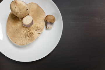 One raw tricholoma mushroom on a white plate on black table. Not enought food or oversaturation concept. Diet, nutrition, healthy and unhealthy eating habits, overweight or underweight concept.