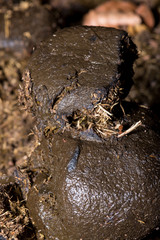 Macro photo of a horse poop