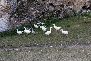 Household white geese.