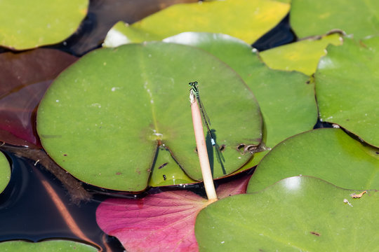 Damselfly, Eastern Forktail, male (Ischnura verticalis)