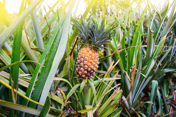 Obraz premium Pineapple fruit field