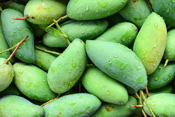 fresh green mango fruits