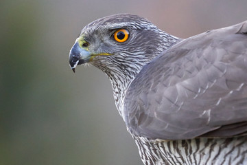 Retrato de Azor (Accipiter gentilis)
