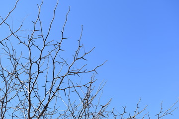 Spiky Thorn Branches Against Blue Sky