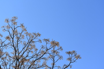 Autumn Berry Tree and Blue Sky
