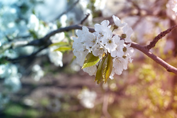 Obraz premium A branch of sweet cherry with flowers. Spring flowering of the garden tree