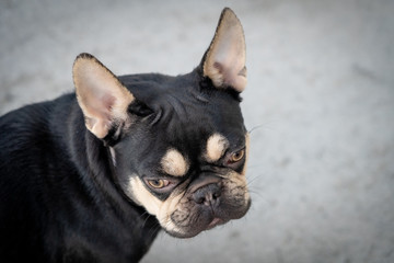 French Bulldog puppies playing outdoors at a home in Southern Oregon