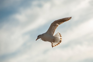 Seagulls flying on blue sky