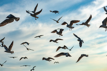Seagulls flying on blue sky