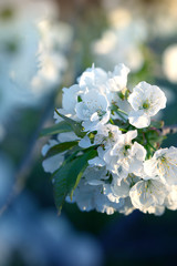 A branch of sweet cherry  with flowers. Spring flowering of the garden tree