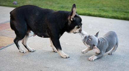 French Bulldog puppies playing outdoors at a home in Southern Oregon