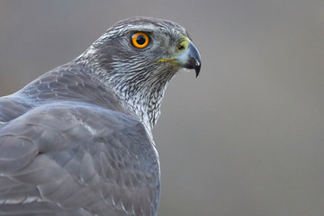Retrato de Azor (Accipiter gentilis)