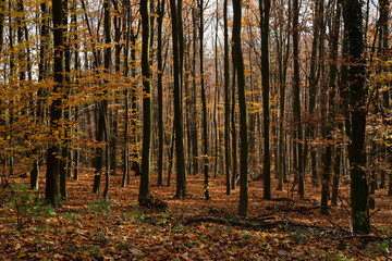 Trees in the autumnal forest in the late afternoon.