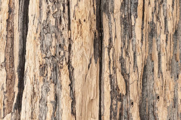 Wood surface. Wood texture. Texture of the old wood close-up.
