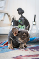 French Bulldog puppies playing outdoors at a home in Southern Oregon