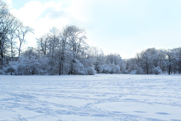 beautiful winter landscape with white snowy trees in the park, in the forest, deep tracks in the snow, seasonal, weather concept