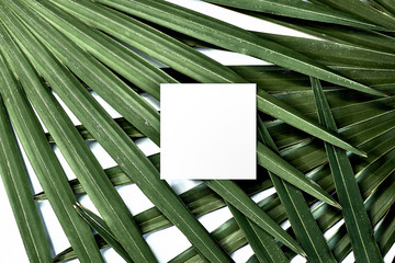 tropical palm leaf green leaves business branding card mockup blank natural organic green greenery...