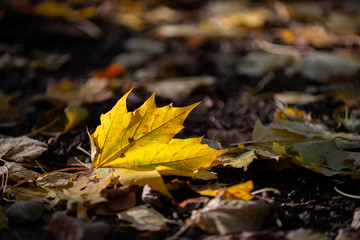 Golden autumn leaves on the ground in the sunshine