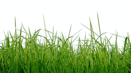 Wild grass plant leaves on white isolated background for green foliage backdrop 