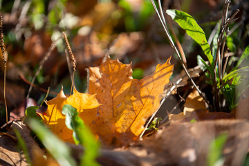 Golden autumn leaves on the ground in the sunshine
