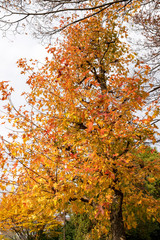 東京都昭島市にある公園　東京都昭島市　日本