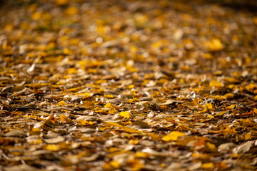 Golden autumn leaves covering the ground, select focus