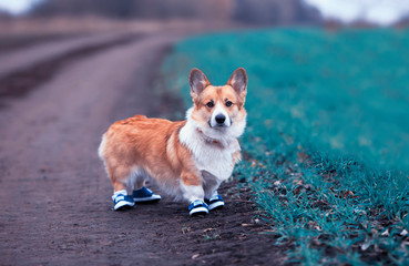 cute puppy red dog Corgi stands on a rural country road in sporty blue sneakers during a morning jog