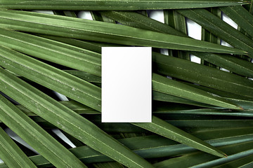 tropical palm leaf green leaves business branding card mockup blank natural organic green greenery foliage