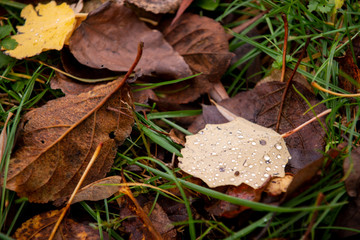 Autumn leaves with rain drops in the grass