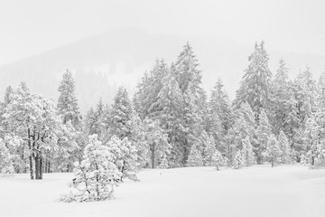 Ice cold high-key winter landscape with fir trees in the foothills of Switzerland