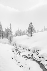 High-key winter landscape with fir trees and a stream in the foothills of Switzerland