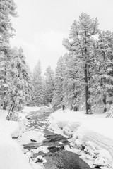 High-key winter landscape with fir trees and a stream in the foothills of Switzerland