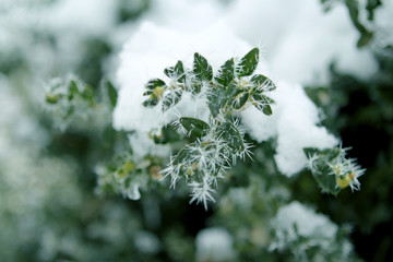 beautiful green plants with leaves, covered with white, sharp needles of hoarfrost on a background of a winter landscape, concept seasonal, weather, first frost, horizontal, close-up