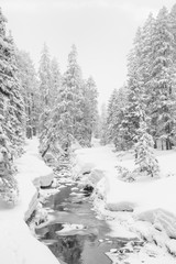 High-key winter landscape with fir trees and a stream in the foothills of Switzerland
