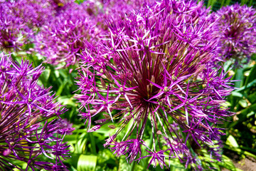 Macro photo nature purple allium flower. Background texture of round fluffy blooming lilac color allium.