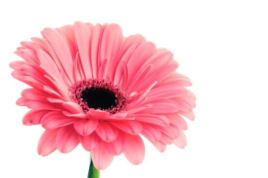 Pink Gerbera On White Background