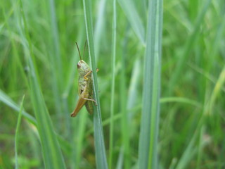 Grasshopper