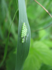 Eggs of insect
