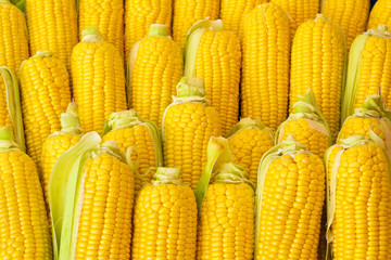Fresh ripe yellow corn.