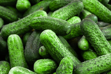 Bunch of fresh cucumbers close up, vegetable background.