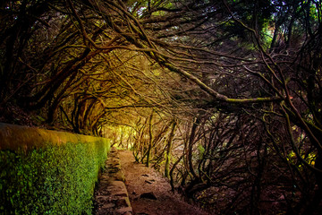 Laurel forest on Madeira island is the biggest on the world. It's a fairytale fantasy world in Portugal. It is nature background.
