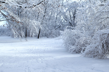 beautiful winter landscape with snowy trees in the park, footprints in the snow and blue sky