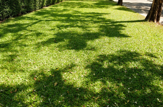green lawn, hedge and shadow of trees in spring