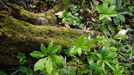 green plants in the garden