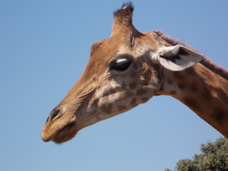 girafe